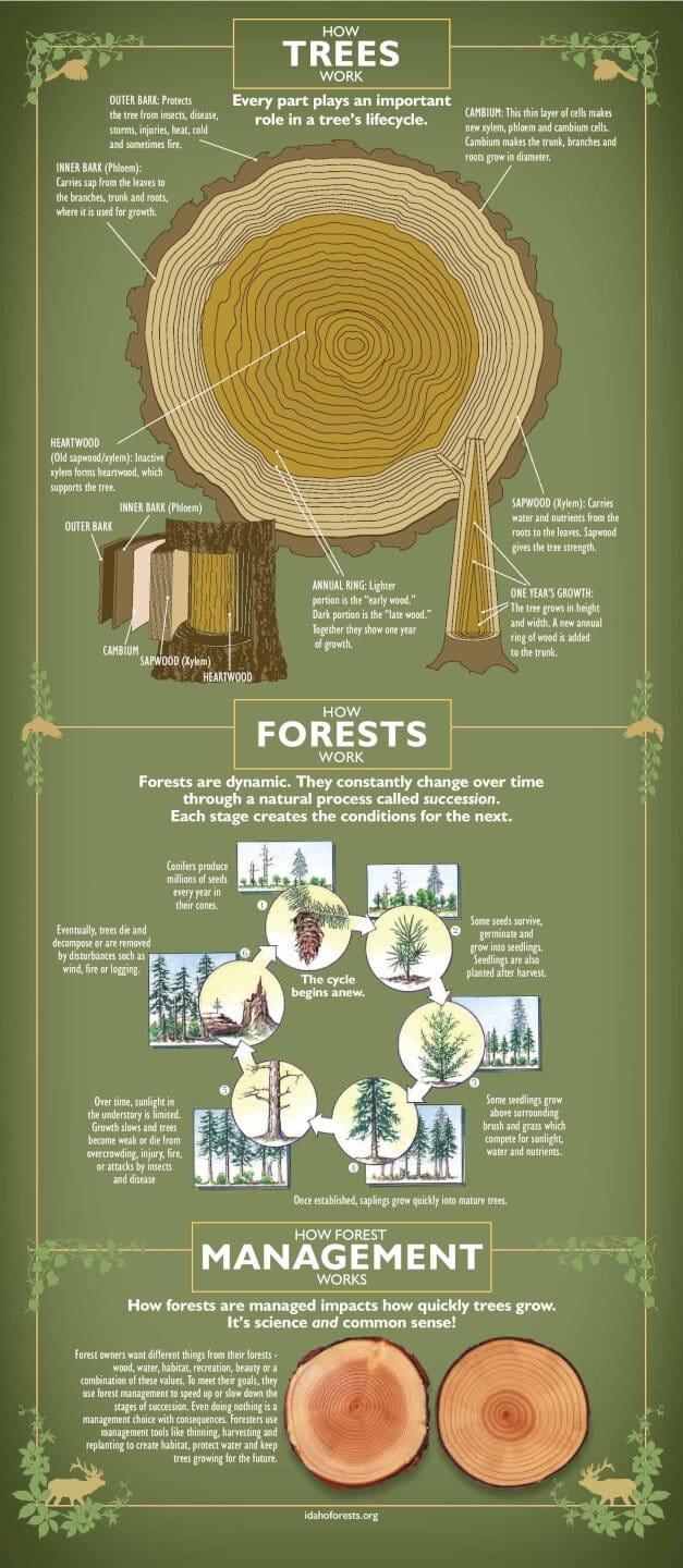 Illustrated reference showing how a tree works, back side