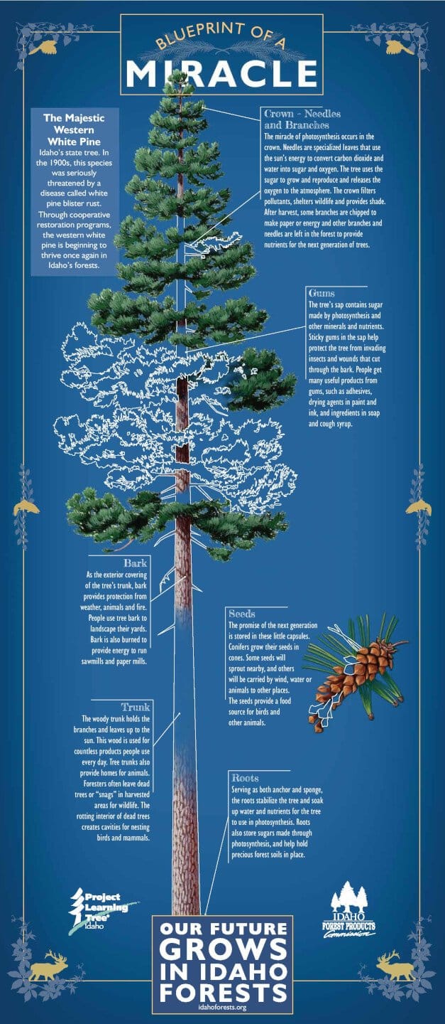 Illustrated reference showing how a tree works, front side