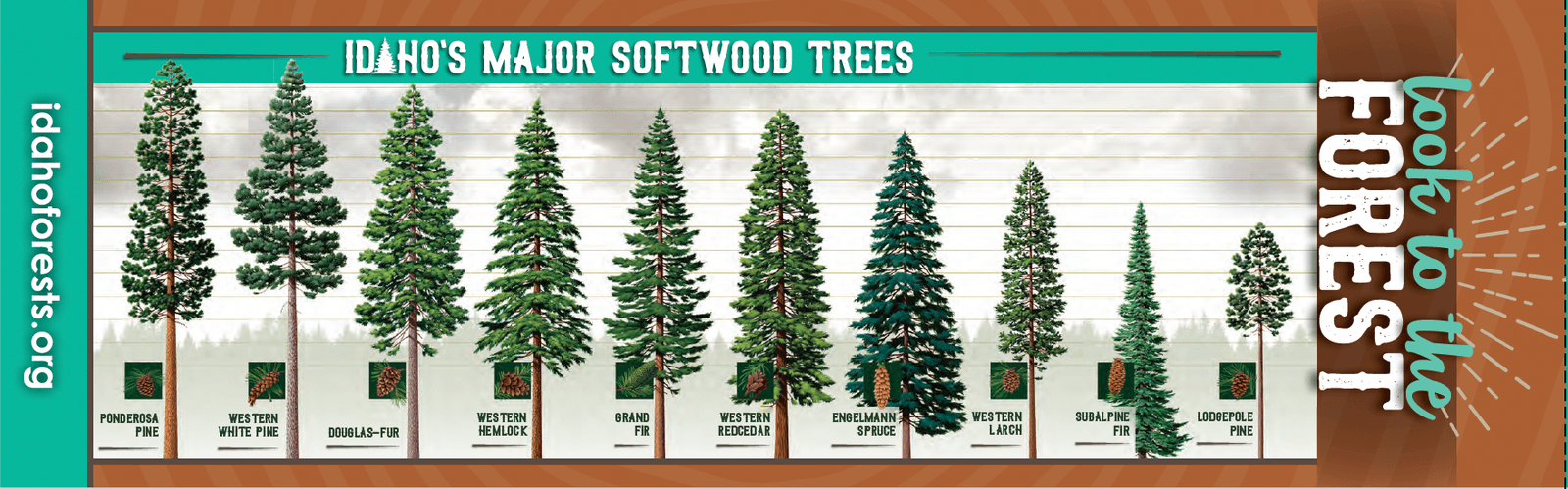 Identification chart of Idaho's major softwood tree species