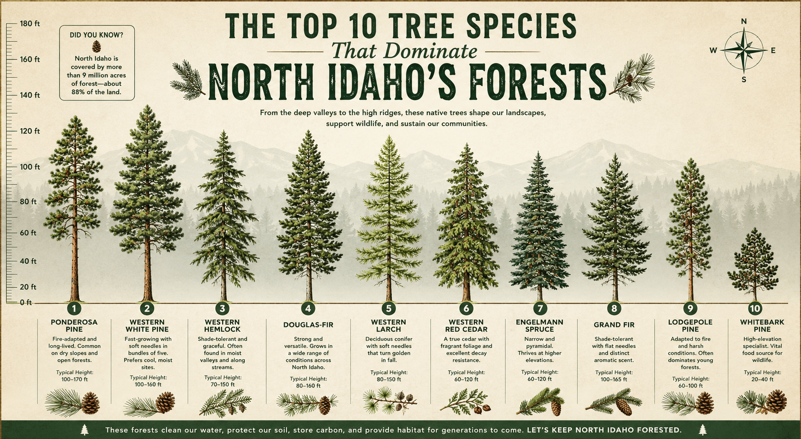 Chart of the tree types that dominate northern Idaho