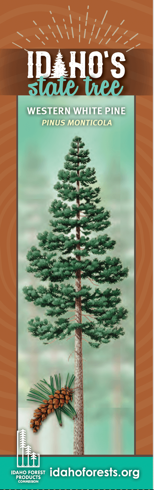 Reference illustration of the western white pine, Idaho state tree