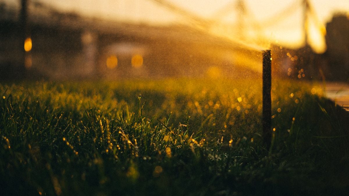 Irrigation sprinkler head watering green grass in golden early-morning light